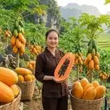 ببینید| غذای روستایی در چین؛ برداشت پاپایا و تهیه سوپ با آن در روستا