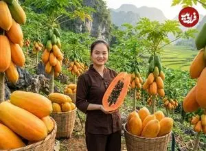 ببینید| غذای روستایی در چین؛ برداشت پاپایا و تهیه سوپ با آن در روستا