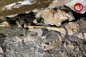 کشف گربه‌های فسیل شده در غارهای تگزاس!