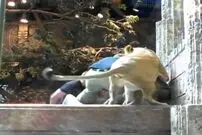 (ویدئو) حمله دلهره آور شیر نر به مربی باغ وحش