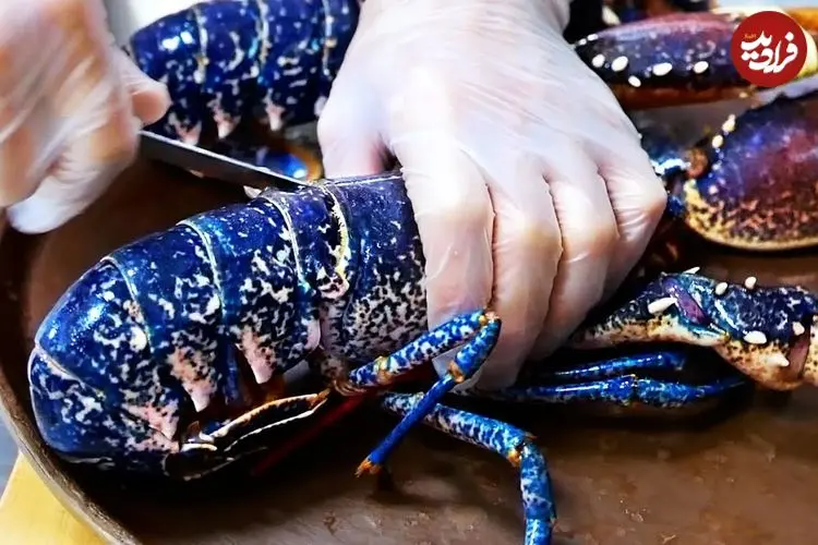 ببینید| غذای خیابانی در آمریکا؛ تهیه دو نوع غذا با لابستر آبی در نیویورک