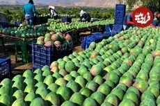 ببینید| چگونه استرالیایی ها هزاران تن انبه برداشت و فرآوری می کنند؟