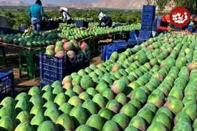 ببینید| چگونه استرالیایی ها هزاران تن انبه برداشت و فرآوری می کنند؟