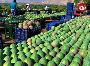 ببینید| چگونه استرالیایی ها هزاران تن انبه برداشت و فرآوری می کنند؟