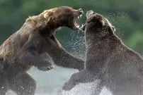 ببینید | درگیری ترسناک دو خرس به خاطر یک ماهی!