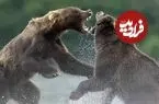 ببینید | درگیری ترسناک دو خرس به خاطر یک ماهی!