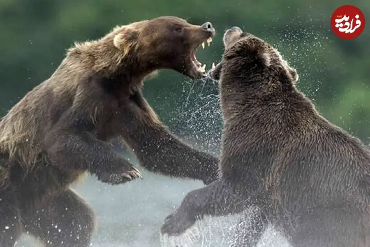ببینید | درگیری ترسناک دو خرس به خاطر یک ماهی!