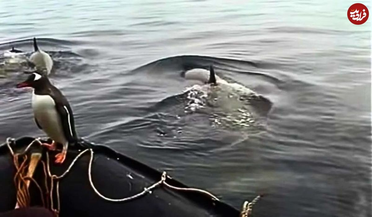 ( ویدیو) فرار پنگوئن از حمله سه اورکا به قایق انسان