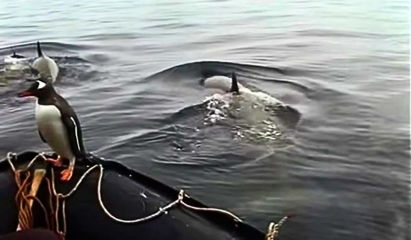 ( ویدیو) فرار پنگوئن از حمله سه اورکا به قایق انسان