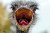 تصاویر| آیا شترمرغ‌ها واقعا موقع خطر سر خود را در شن فرو می‌برند؟