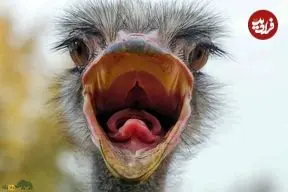 تصاویر| آیا شترمرغ‌ها واقعا موقع خطر سر خود را در شن فرو می‌برند؟