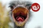 تصاویر| آیا شترمرغ‌ها واقعا موقع خطر سر خود را در شن فرو می‌برند؟