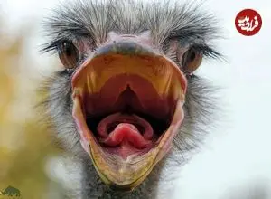 تصاویر| آیا شترمرغ‌ها واقعا موقع خطر سر خود را در شن فرو می‌برند؟