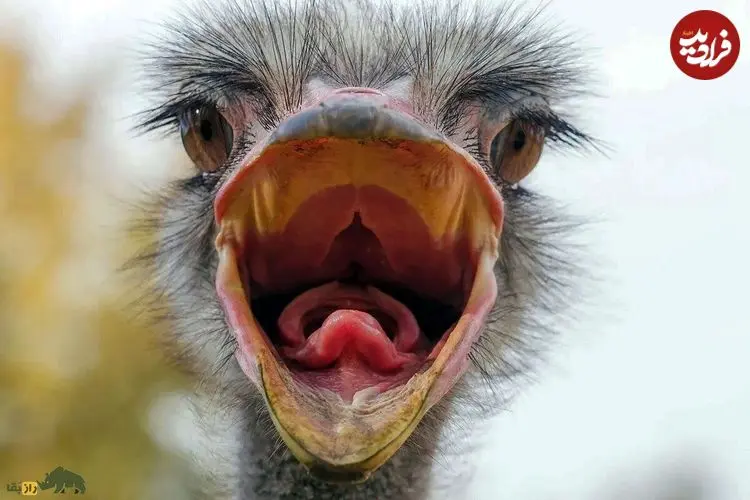 تصاویر| آیا شترمرغ‌ها واقعا موقع خطر سر خود را در شن فرو می‌برند؟