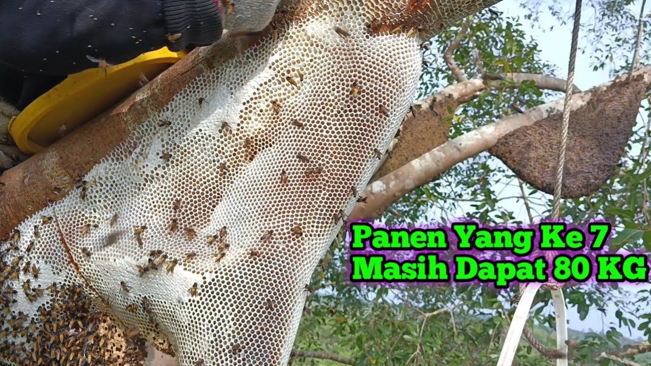 (ویدئو) فرآیند برداشت 80 کیلوگرم عسل وحشی روی درخت توسط شکارچی مالزیایی