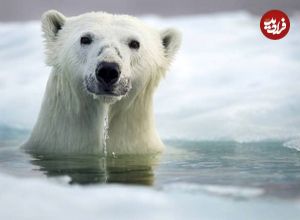 (ویدئو) صحنه‌ای پر بازدید از شیرجه بامزه خرس قطبی در آب