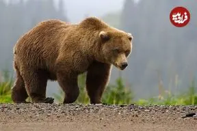 ببینید| صحنه ای نادر از حیات وحش ایران در سبلان