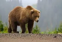 ببینید| صحنه ای نادر از حیات وحش ایران در سبلان