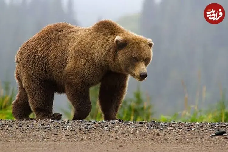 ببینید| صحنه ای نادر از حیات وحش ایران در سبلان