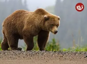 ببینید| صحنه ای نادر از حیات وحش ایران در سبلان