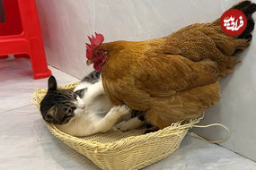 (ویدئو) درگیری بامزه مرغ و گربه بر سر جای خواب 