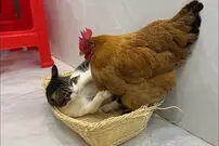 (ویدئو) درگیری بامزه مرغ و گربه بر سر جای خواب 
