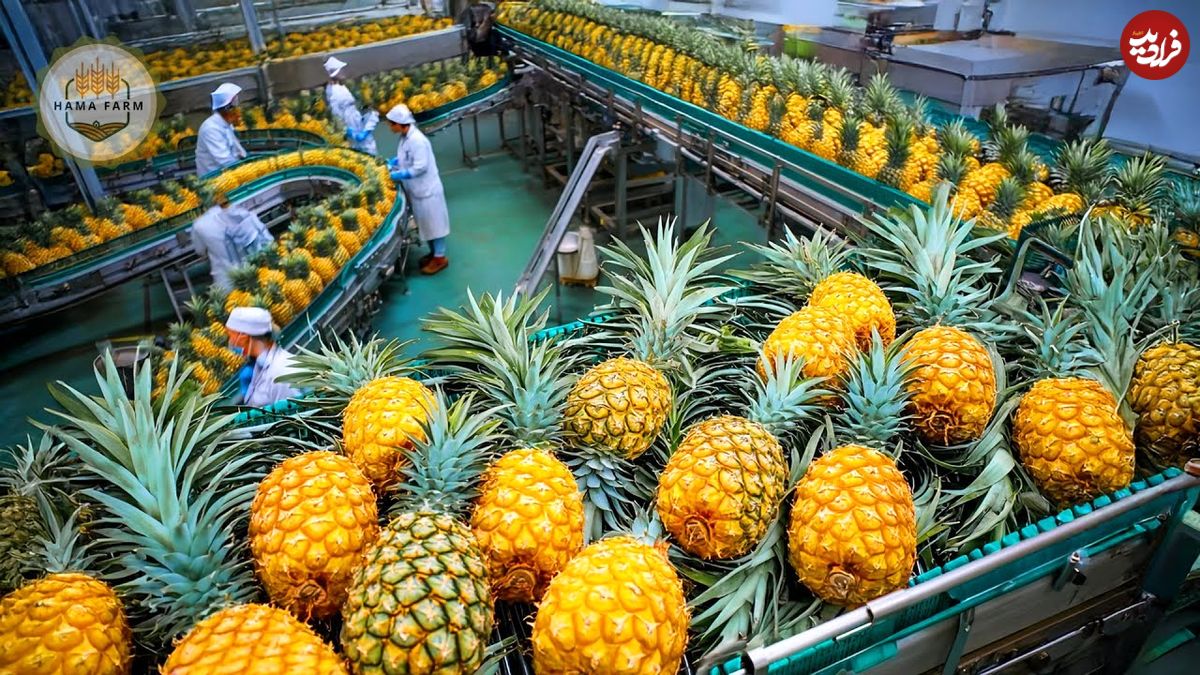 ببینید| چگونه فیلیپینی ها صدها تن آناناس را برای تولید آبمیوه فرآوری می کنند؟