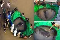 (تصاویر) بزرگترین ماهی آب شیرین جهان صید شد!