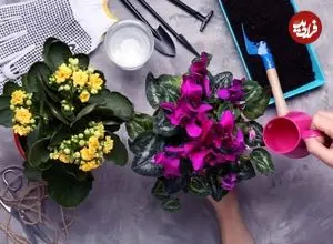 تصاویر؛ این ۱۰ گیاه آپارتمانی در زمستان هم سرسبز می‌مانند!