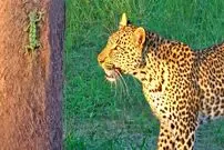 ببینید| آفتاب پرست شجاع بدون تغییر رنگ از دست پلنگ فرار کرد!