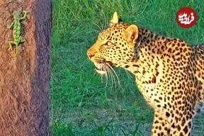 ببینید| آفتاب پرست شجاع بدون تغییر رنگ از دست پلنگ فرار کرد!