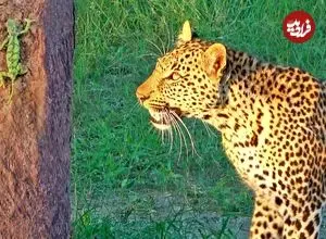 ببینید| آفتاب پرست شجاع بدون تغییر رنگ از دست پلنگ فرار کرد!