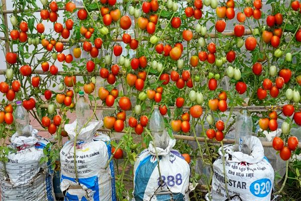 (ویدئو) چگونه با کمک گونی پلاستیکی در خانه گوجه بکاریم و 100 کیلو برداشت کنیم؟