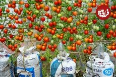(ویدئو) چگونه با کمک گونی پلاستیکی در خانه گوجه بکاریم و 100 کیلو برداشت کنیم؟