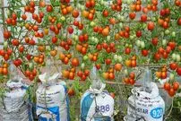 (ویدئو) چگونه با کمک گونی پلاستیکی در خانه گوجه بکاریم و 100 کیلو برداشت کنیم؟