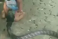 (ویدیو) بازی باورنکردنی پسر بچه با مار کبرا 