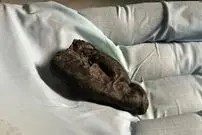 آدامس 10 هزار ساله‌ای که دختری با چشمان قهوه‌ای آن را جویده است