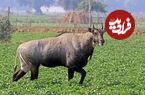 تصاویر؛ نیل‌گای یا گاومیش آبی: بزرگترین و عجیب‌ترین آنتلوپ هند که مانند اسب شیهه می‌کشد و زیگزاگ می‌دود