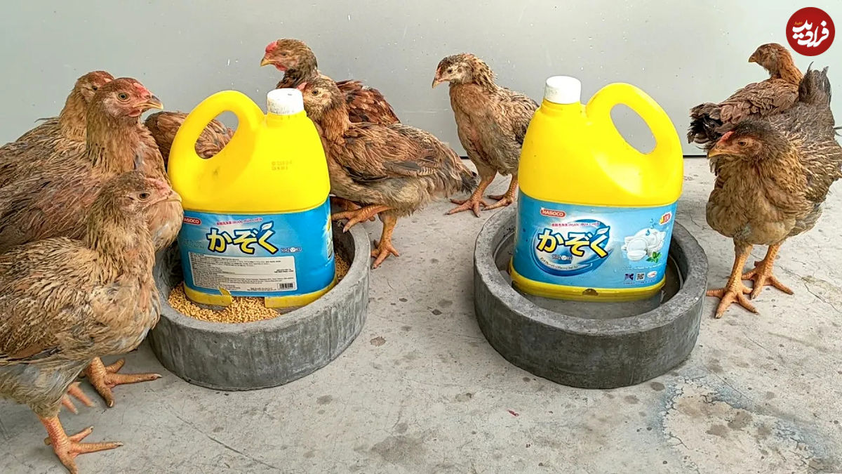 (ویدئو) فرآیند درست کردن دانخوری مرغ با کمک بطری پلاستیکی و سیمان 