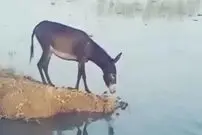 (ویدئو) الاغ ساده لوح به رودخانه ای پر از کروکودیل می پرد