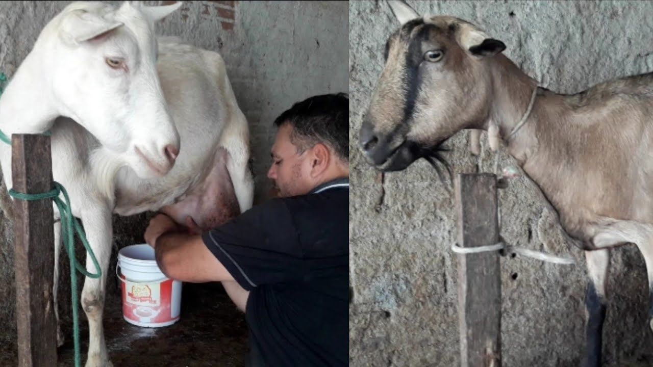 (ویدئو) رکوردشکنی بز عجیب پرتغالی در اروپا؛ این بز هر 12 ساعت 8 کیلوگرم شیر می دهد!