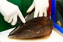 ببینید| غذای خیابانی در کره؛ خوراک صدف، لابستر، اسنک و انواع پنکیک در سئول