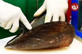 ببینید| غذای خیابانی در کره؛ خوراک صدف، لابستر، اسنک و انواع پنکیک در سئول