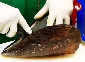 ببینید| غذای خیابانی در کره؛ خوراک صدف، لابستر، اسنک و انواع پنکیک در سئول