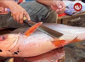 ببینید؛ مهارت ماهی فروش بنگلادشی در برش ماهی پنگاسیوس (Pangasius) غول پیکر