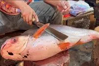 ببینید؛ مهارت ماهی فروش بنگلادشی در برش ماهی پنگاسیوس (Pangasius) غول پیکر