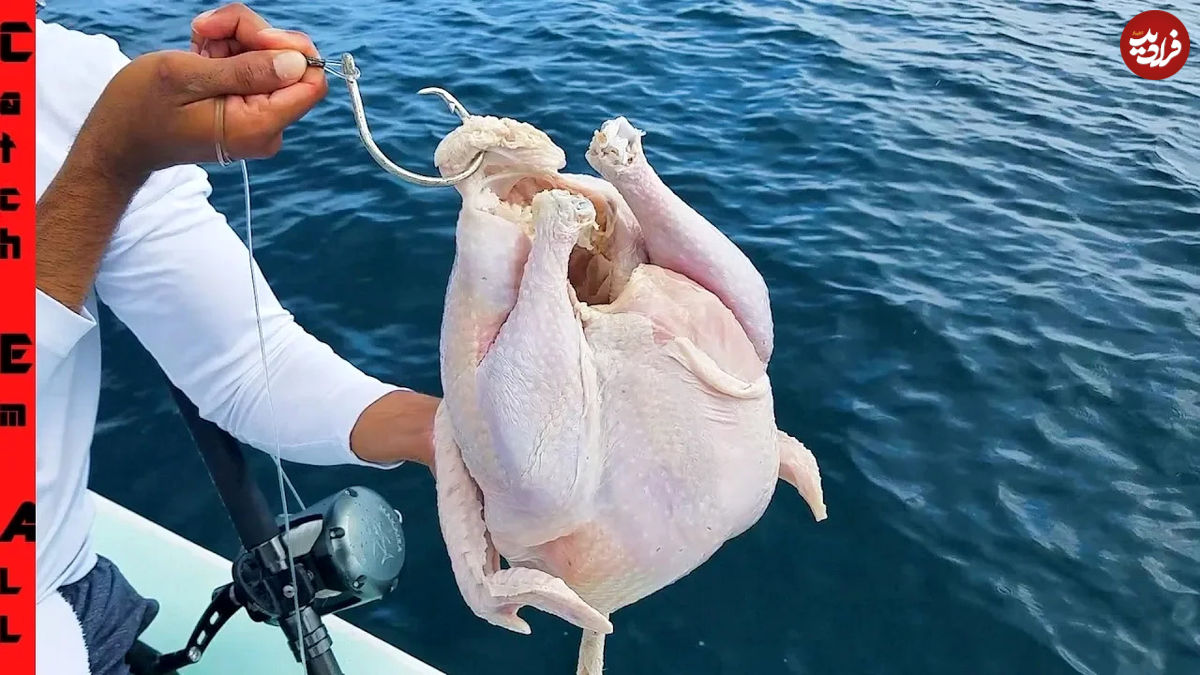 (ویدئو) ماهیگیری حیرت انگیز صیاد آمریکایی با مرغ برای شکار ماهی های بزرگ!