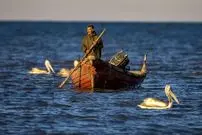 تصاویر؛ صید ماهی به روش پره در خزر