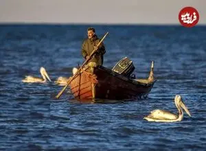 تصاویر؛ صید ماهی به روش پره در خزر