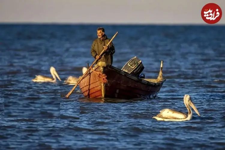 تصاویر؛ صید ماهی به روش پره در خزر
